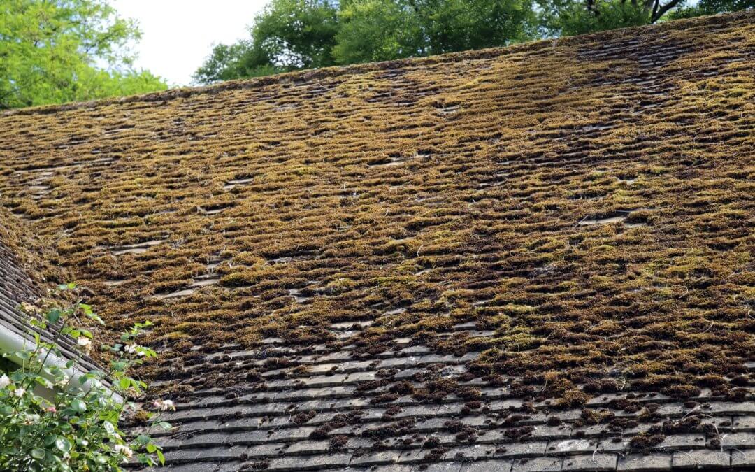 clean and fix your old roof